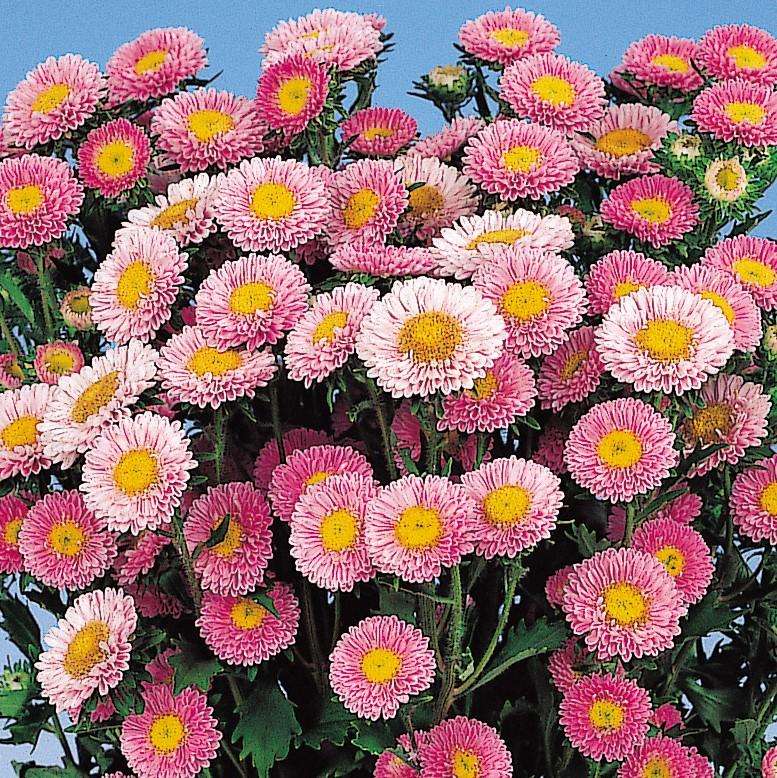 Aster Matsumoto Pink Seeds