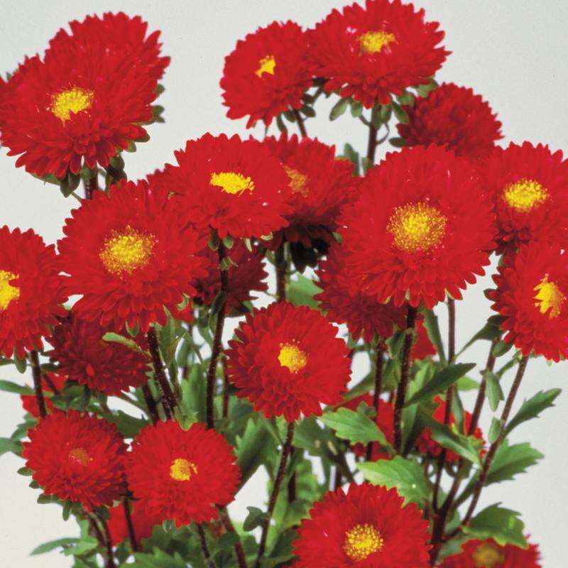 Aster Matsumoto Red Seeds