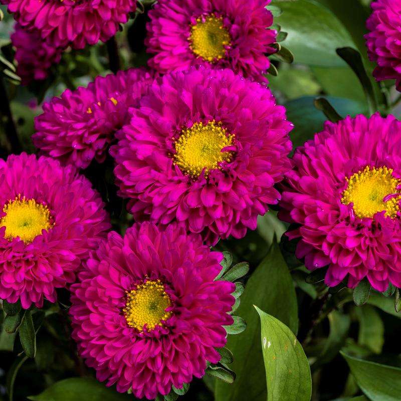 Aster Matsumoto Rose Seeds