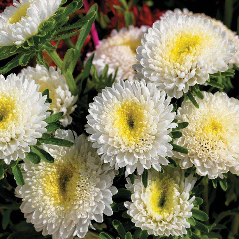 Aster Matsumoto White Seeds