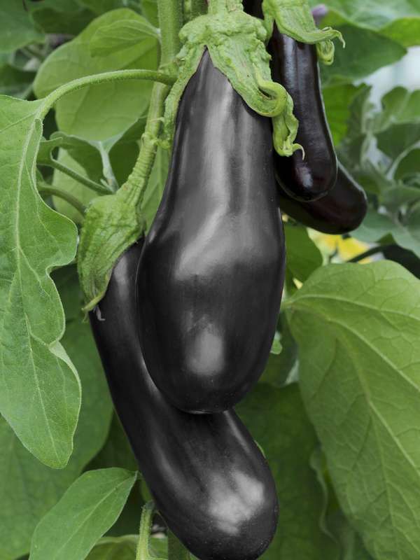 Egg Fruit Black Beauty Seeds