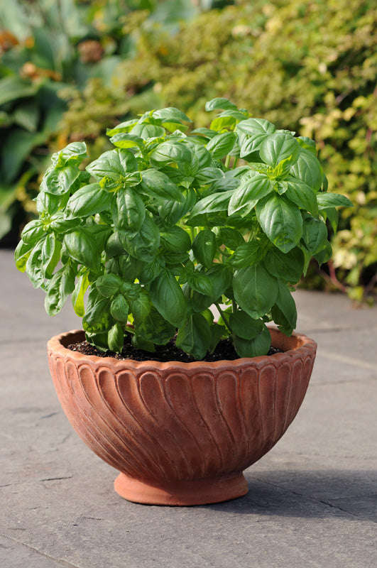 Basil Dolce Fresca Seeds