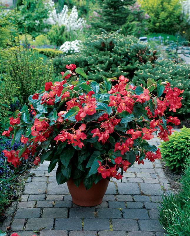 Begonia Dragon Wing Red Seeds