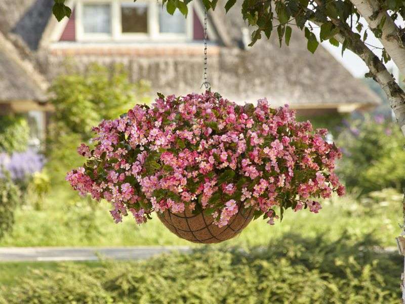 Begonia Hula Pink Seeds
