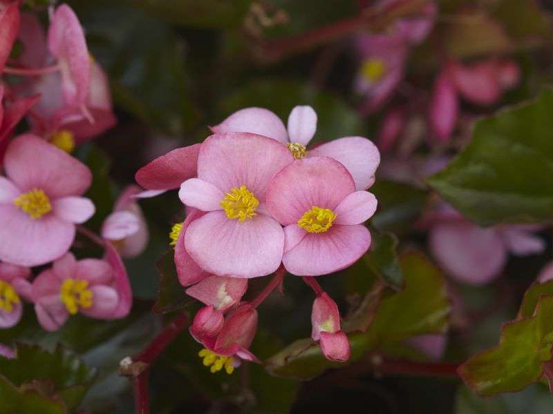 Begonia Hula Pink Seeds