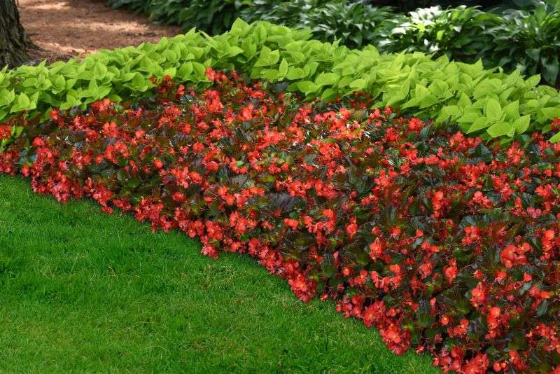 Begonia Hula Red Seeds