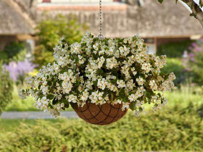 Begonia Hula White Seed