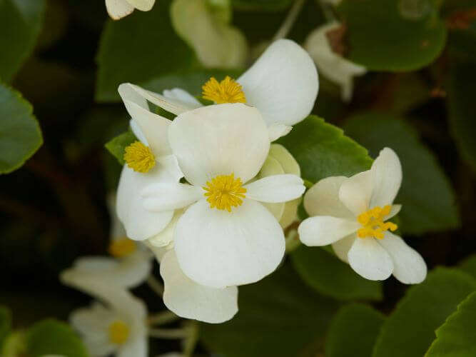 Begonia Hula White Seed