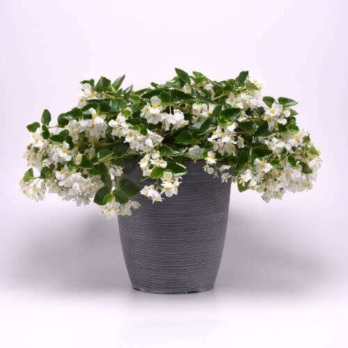 Begonia Hula White Seed