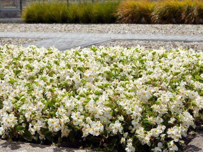 Begonia Hula White Seed