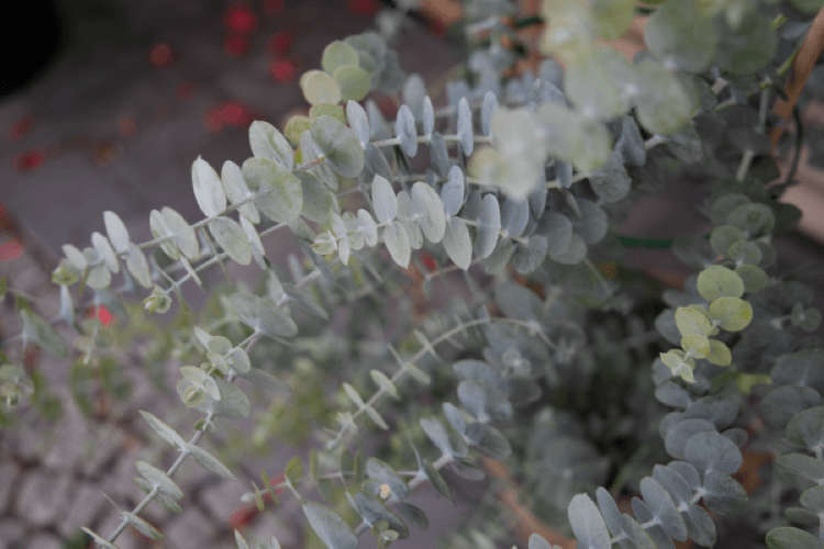 Eucalyptus Baby Blue Bouquet Seed