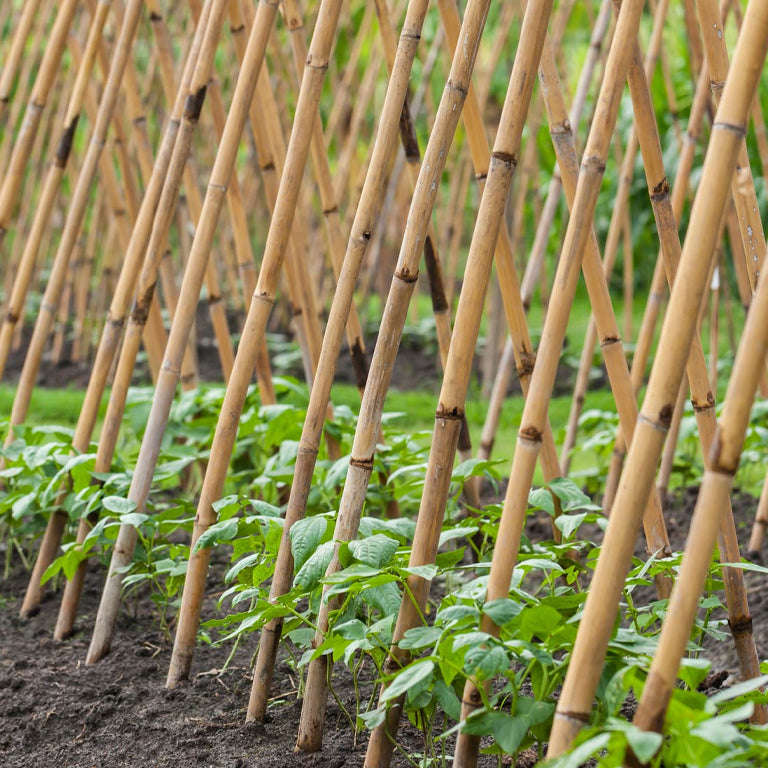 PLANT!T Bamboo Stakes (120cm) Pack of 25