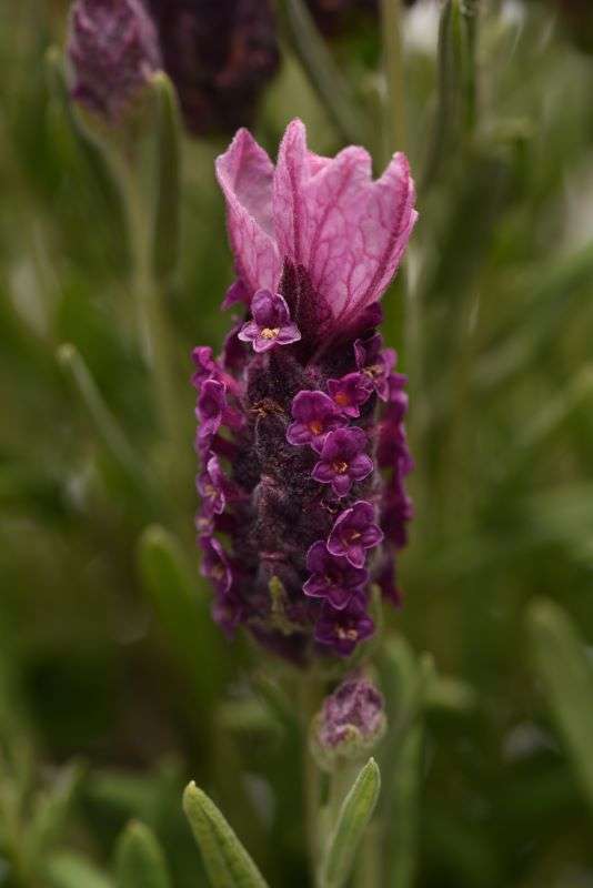 Lavender Bandera Deep Rose Seeds