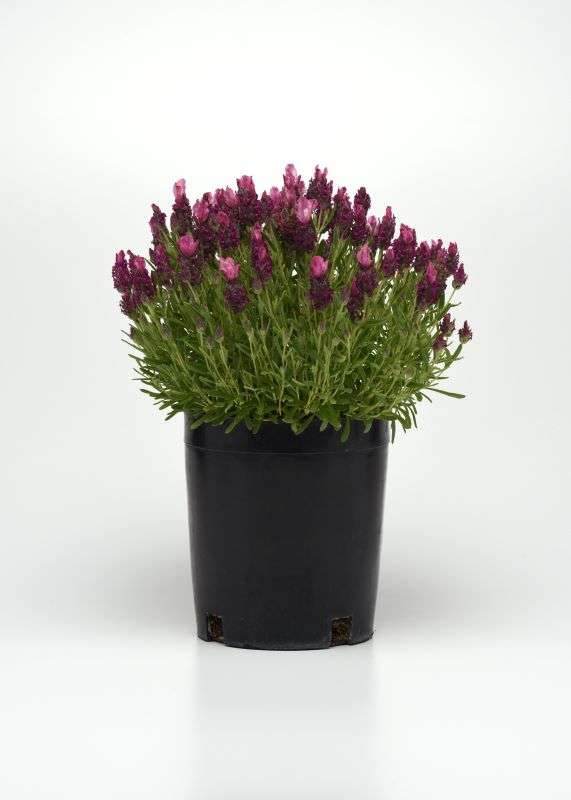 Lavender Bandera Deep Rose Seeds