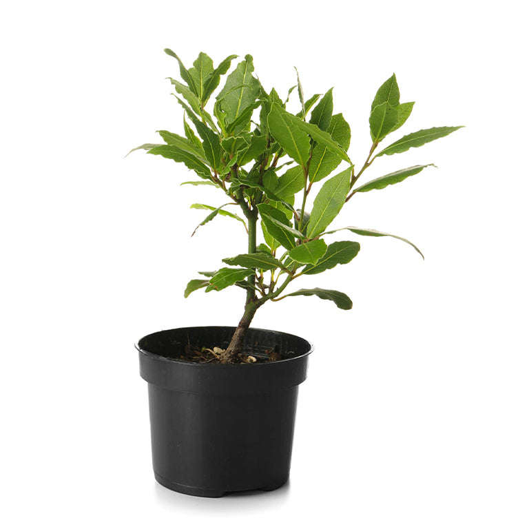 Bayleaf Tree