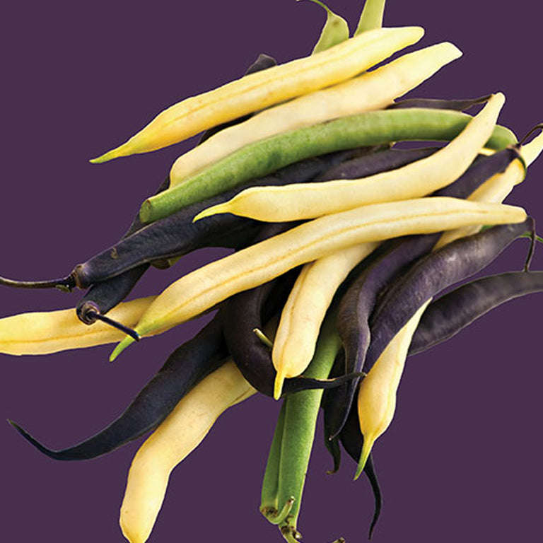 Bean Mardi Gras Blend Seeds