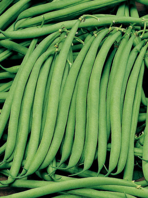 Beans Malelane (Bush Bean) Seeds