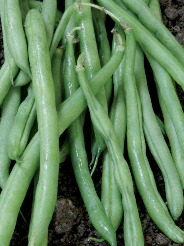 Beans Bush Contender (Bush Variety) Seeds