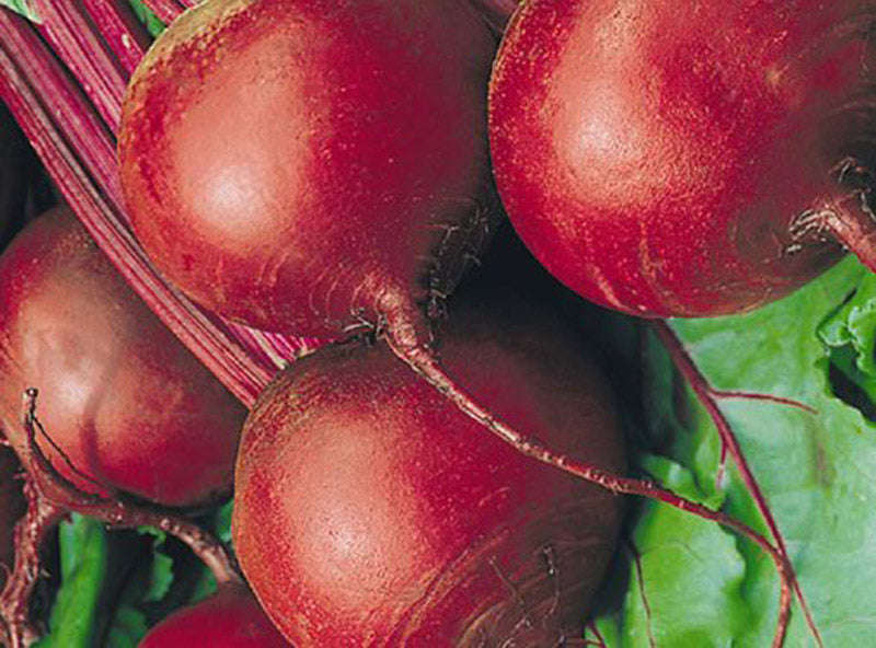 Beetroot Detroit Dark Red Seeds