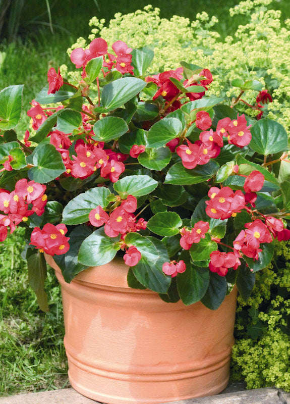 Begonia Big Green Leaf Red Seeds