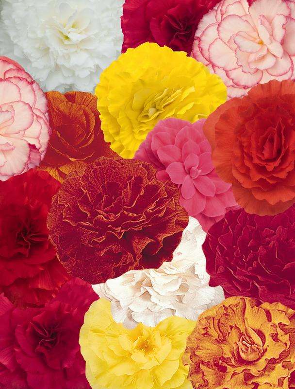 Begonia Nonstop Mix Seeds