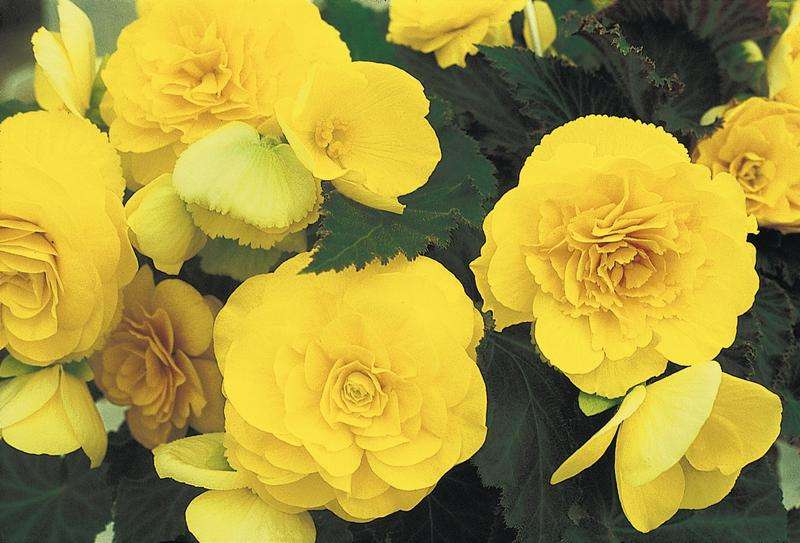 Begonia Nonstop Yellow Seeds
