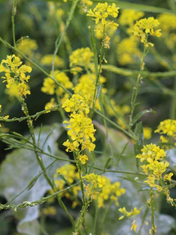 Mustard Black Seeds