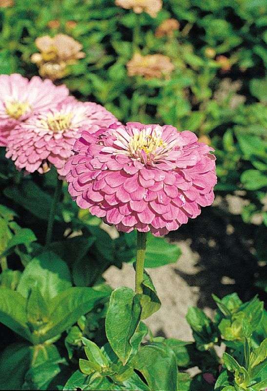 Zinnia Elegans Giant Lilac Seeds