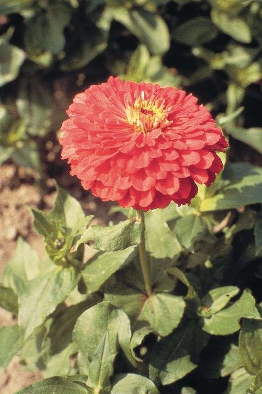Zinnia Elegans Giant Coral Seeds