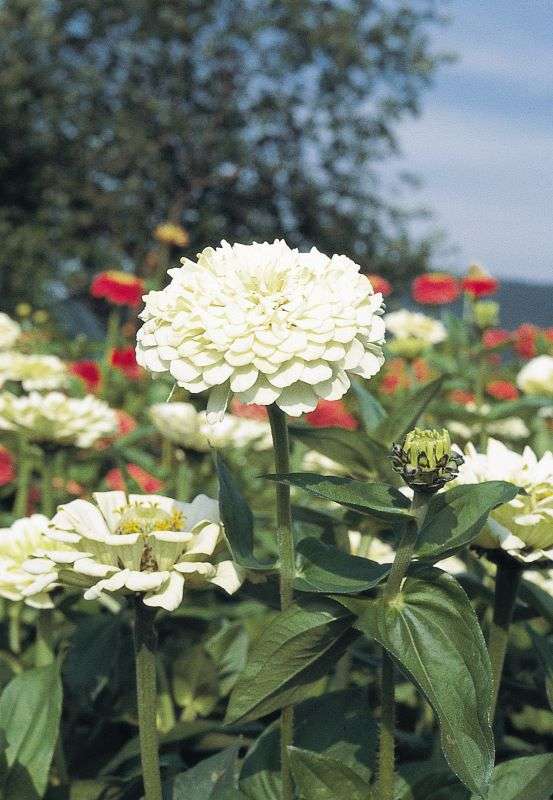 Zinnia Elegans Giant White Seeds