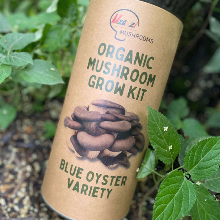 Organic Blue Oyster Mushroom Grow Kit