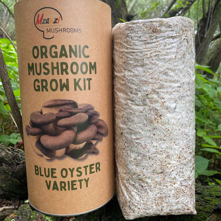 Organic Blue Oyster Mushroom Grow Kit