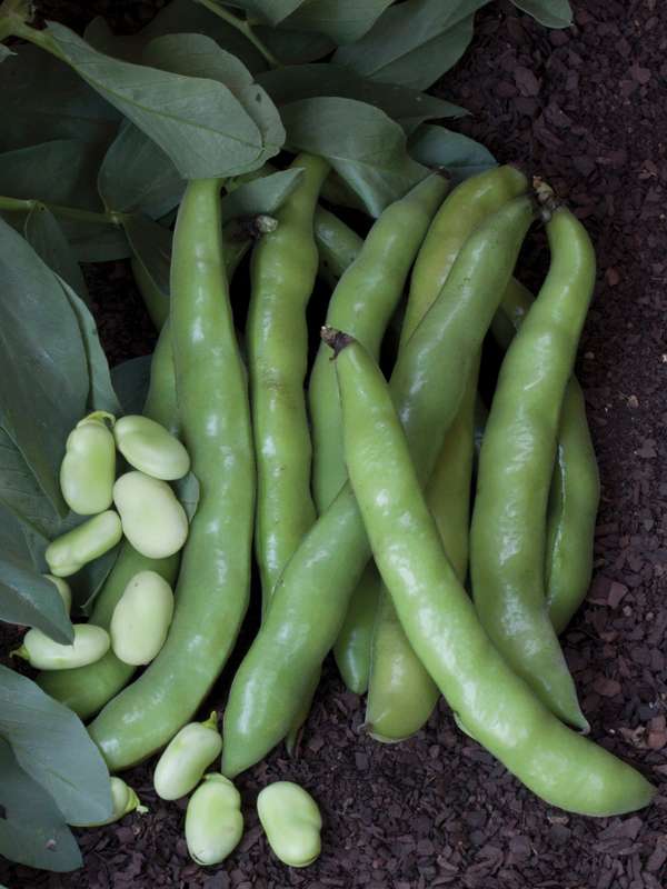 Broad Beans Aquadulce Seed