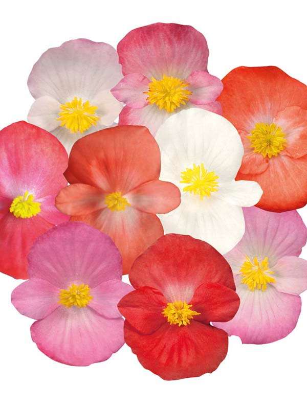 Begonia Sprint Plus Maxi Mix Seeds