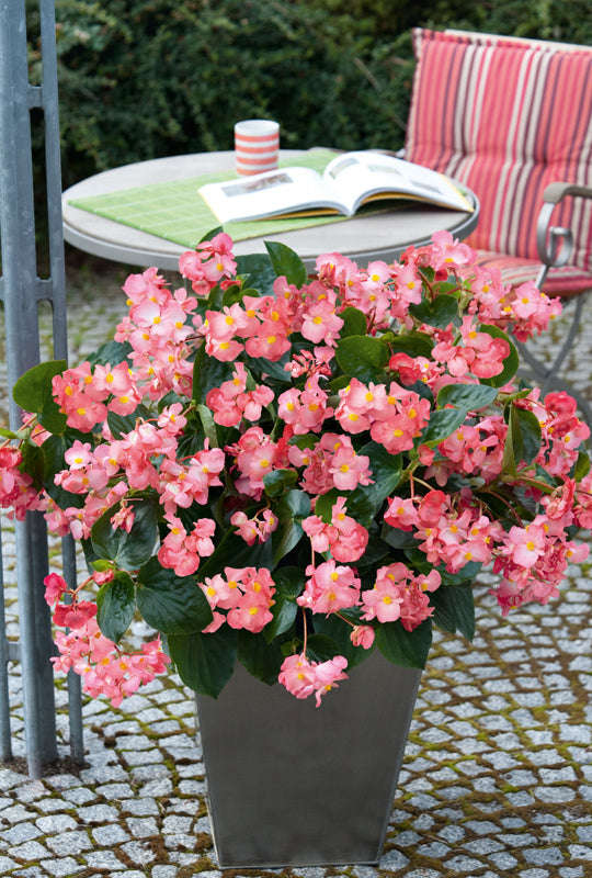 Begonia Big Green Leaf Rose Seeds