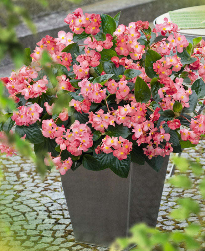 Begonia Big Green Leaf Pink Seeds