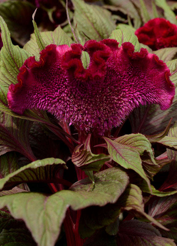Celosia Dracula Seeds
