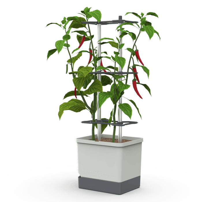 CHARLY CHILI (Self Watering Pot) + Cayenne Pepper Seed Pack