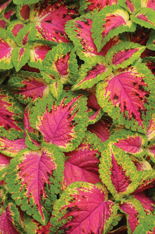 Coleus Premium Watermelon Seeds