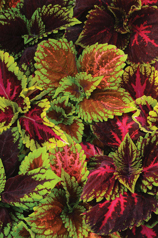 Coleus Kong Empire Mix Seeds