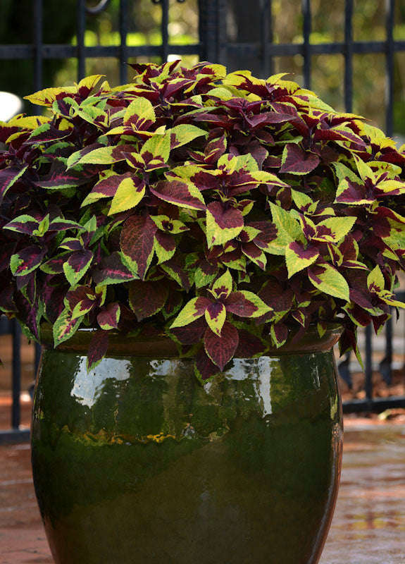 Coleus Premium Pineapple Surprise Seeds
