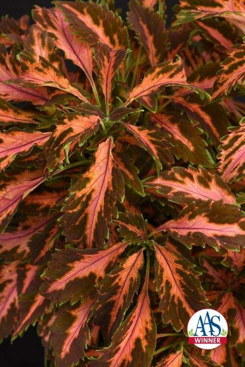 Coleus Premium Sun Coral Candy Seed