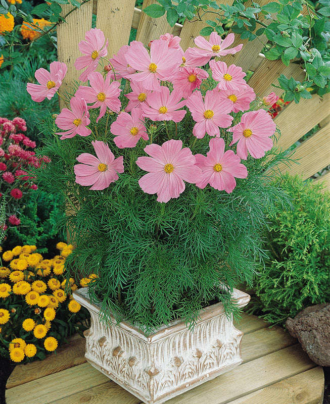 Cosmos Sonata F1 Pink Seeds