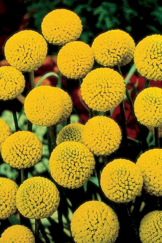 Craspedia Billy Button Seeds