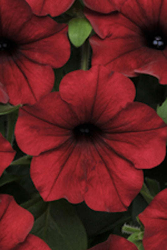 Petunia Tidal Wave Red Velour Seeds