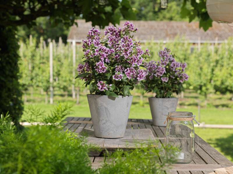 Cuphea Sweet Talk Lavender Splash Seeds