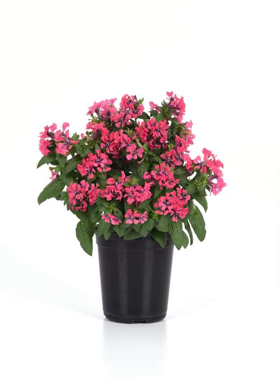 Cuphea Sweet Talk Deep Pink Seeds