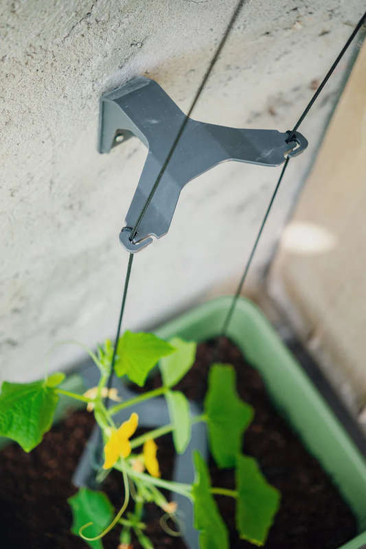 CURT CUCUMBER (Self Watering Pot) + Ashley Cucumber Seed Pack