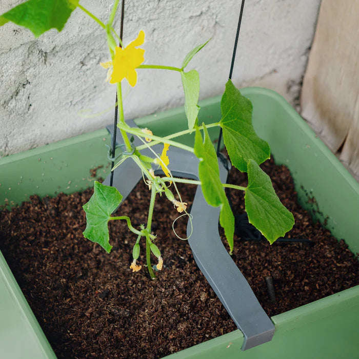 CURT CUCUMBER (Self Watering Pot) + Ashley Cucumber Seed Pack