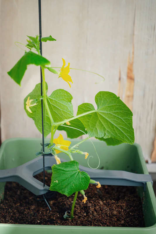 CURT CUCUMBER (Self Watering Pot) + Ashley Cucumber Seed Pack